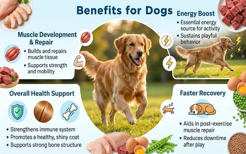 Infographic showing the benefits of protein for dogs with a healthy, energetic dog and real food sources.