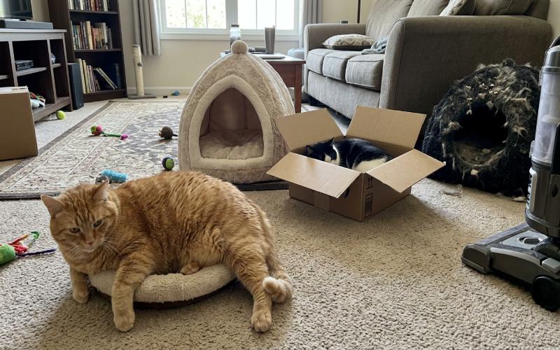 A cat beside two cat beds showing the importance of choosing the right size and comfort