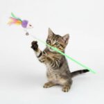 Owner playing with cat using teaser stick toy