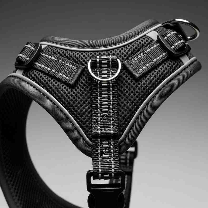 Side view of harness with leash showing strap and buckle detail