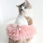 cat wearing frock with human interaction