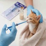ront view of pet feeding syringe on white background