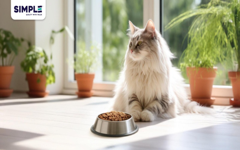 Cat sitting beside a bowl of dry food for a guide to Josera cat food formulas and feeding needs.